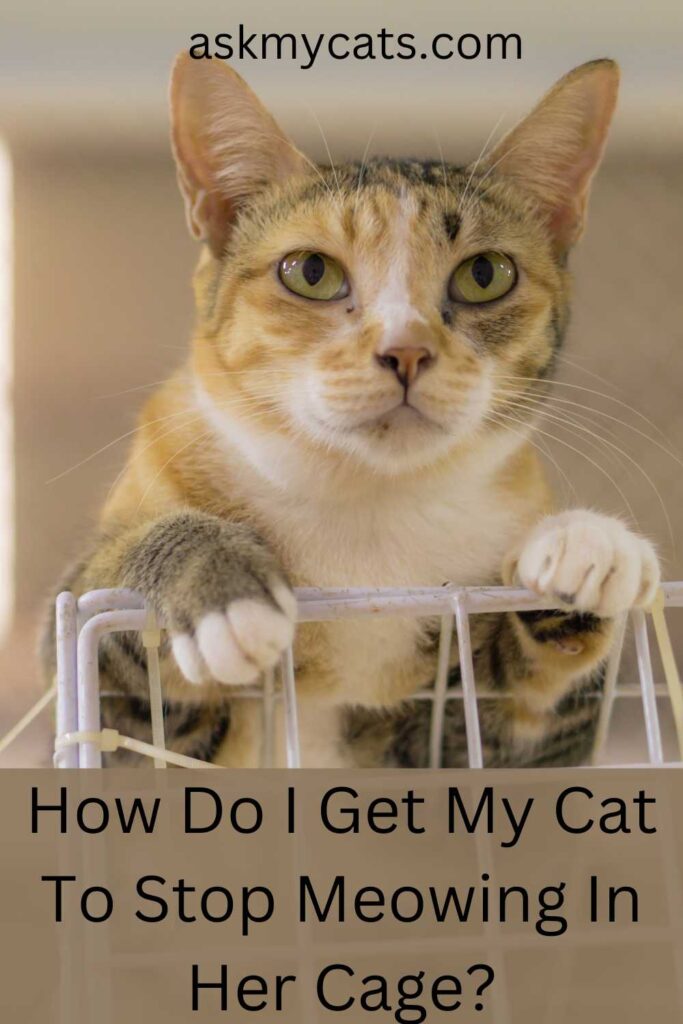 How Do I Get My Cat To Stop Meowing In Her Cage?