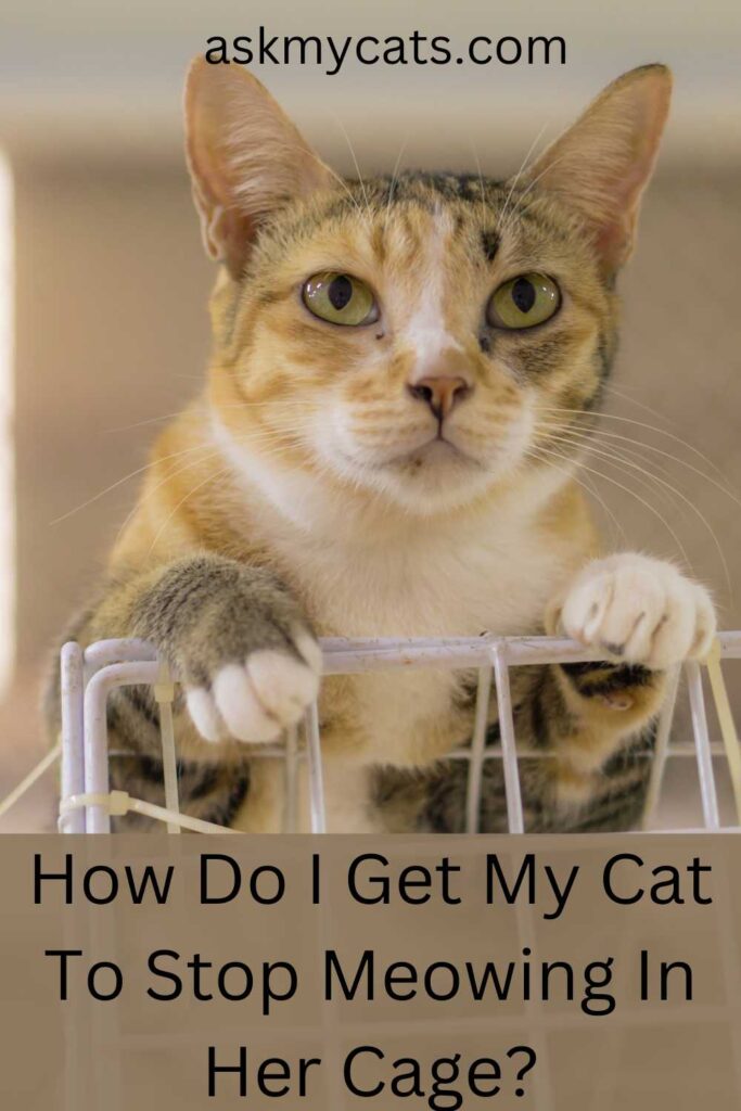 Why Won’t My Cat Stop Meowing In Her Cage?