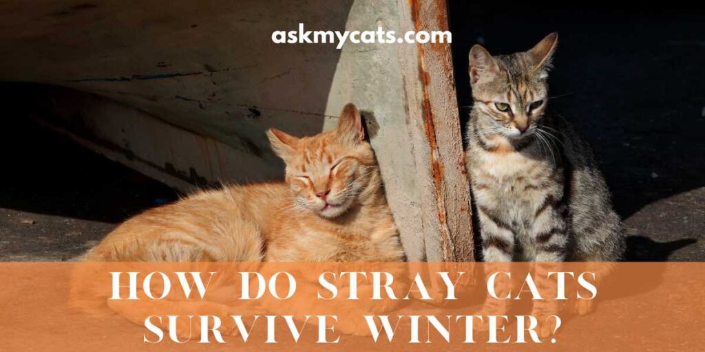 How Do Stray Cats Survive Winter?