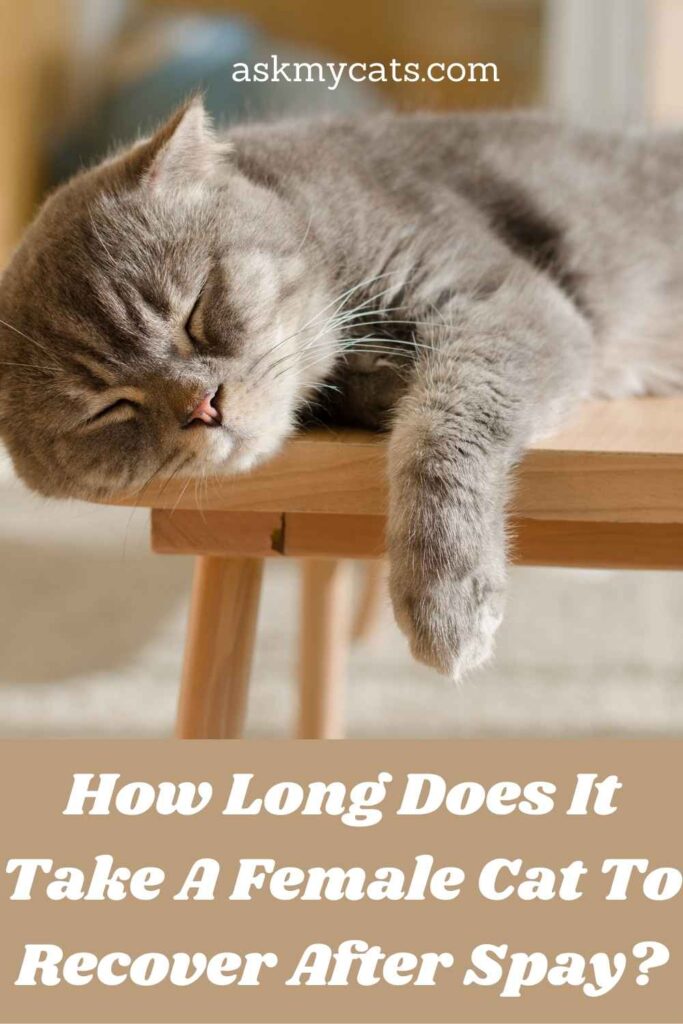 How Long Does It Take A Female Cat To Recover After Spay?