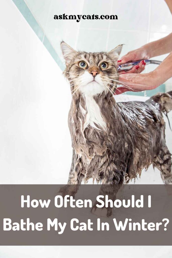 How Often Should I Bathe My Cat In Winter?