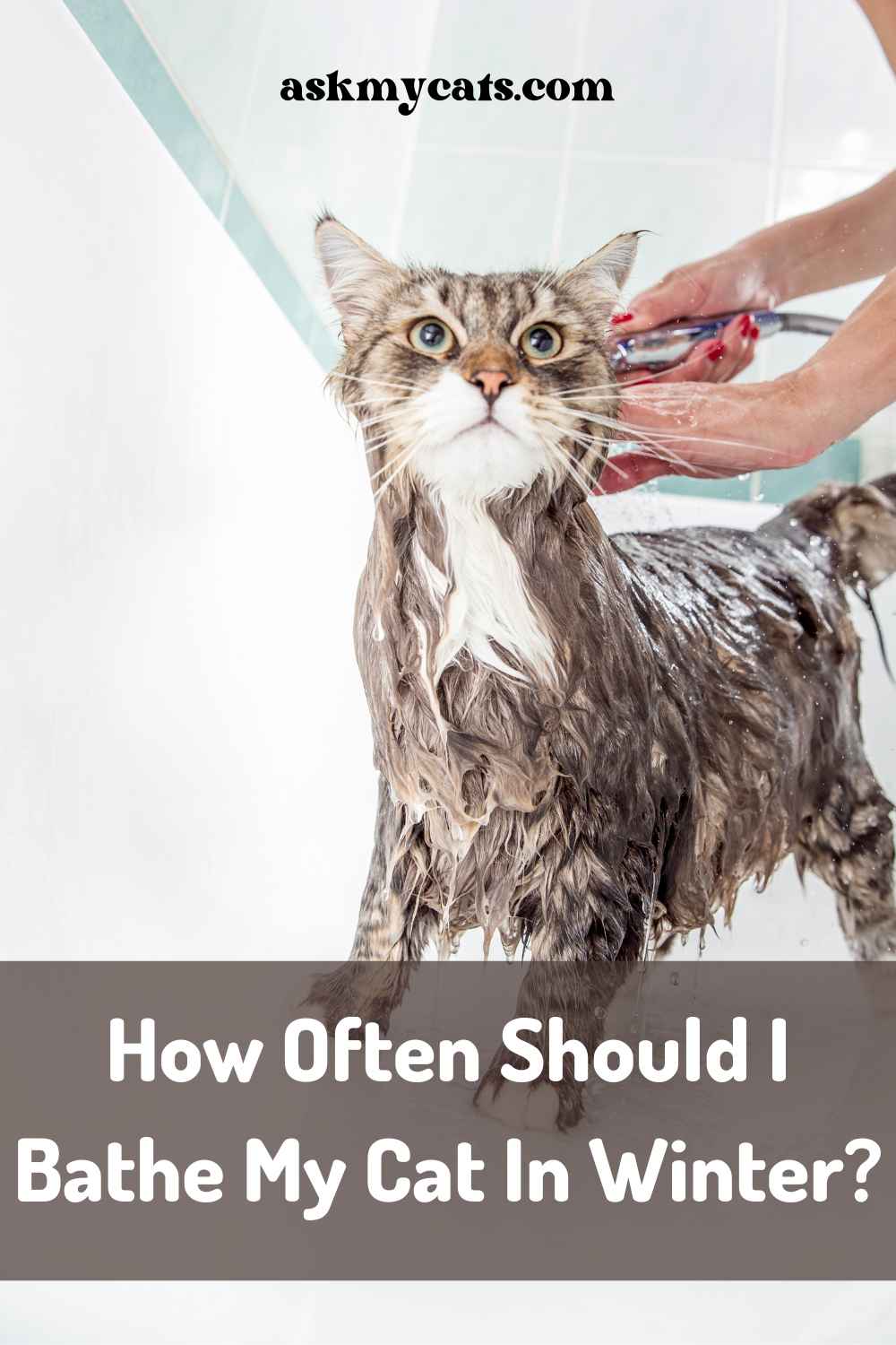 Can I Bathe My Cat In Winter? (Experts Opinion)
