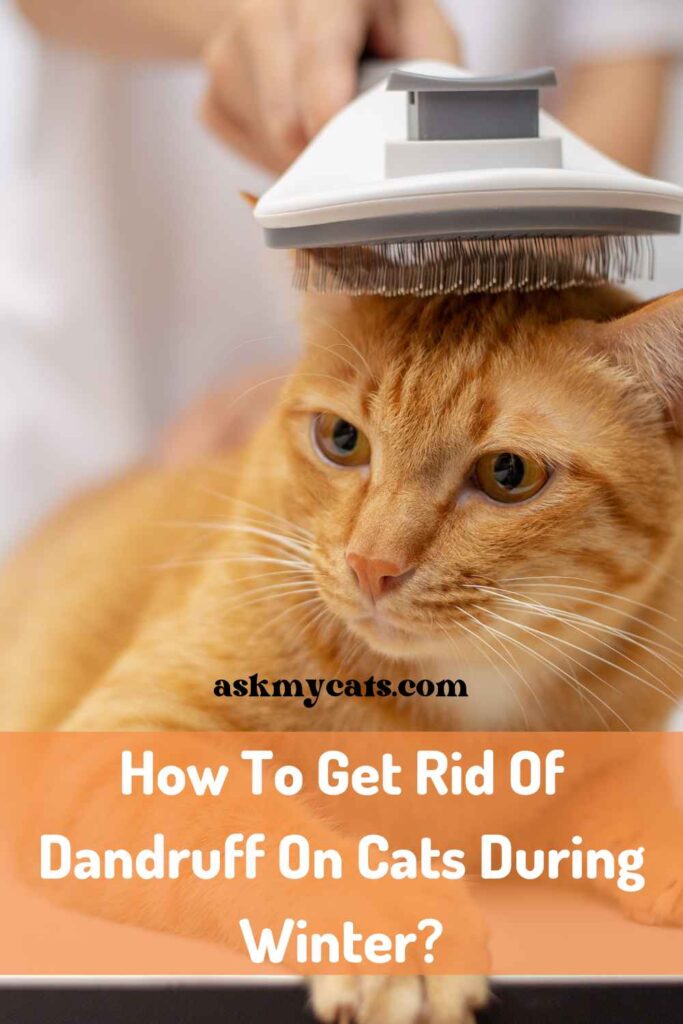 How To Get Rid Of Dandruff On Cats During Winter?
