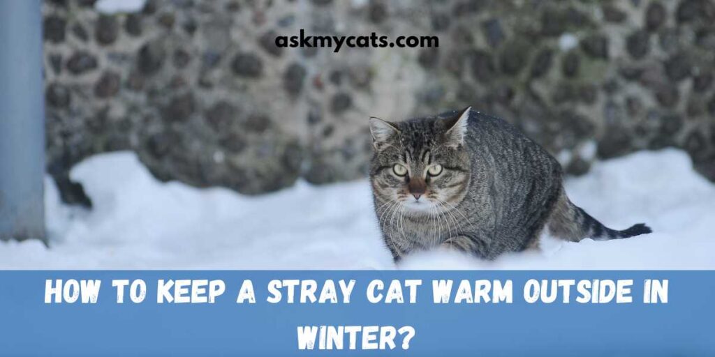 How To Keep A Stray Cat Warm Outside In Winter?