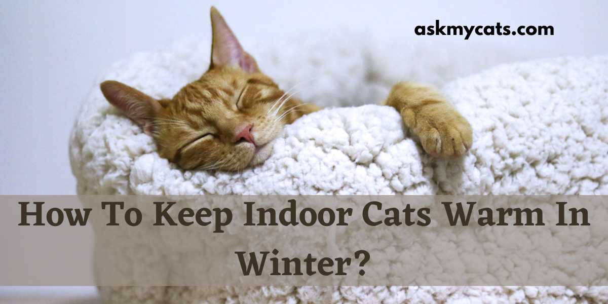How To Keep Indoor Cats Warm In Winter? (Experts Opinion)