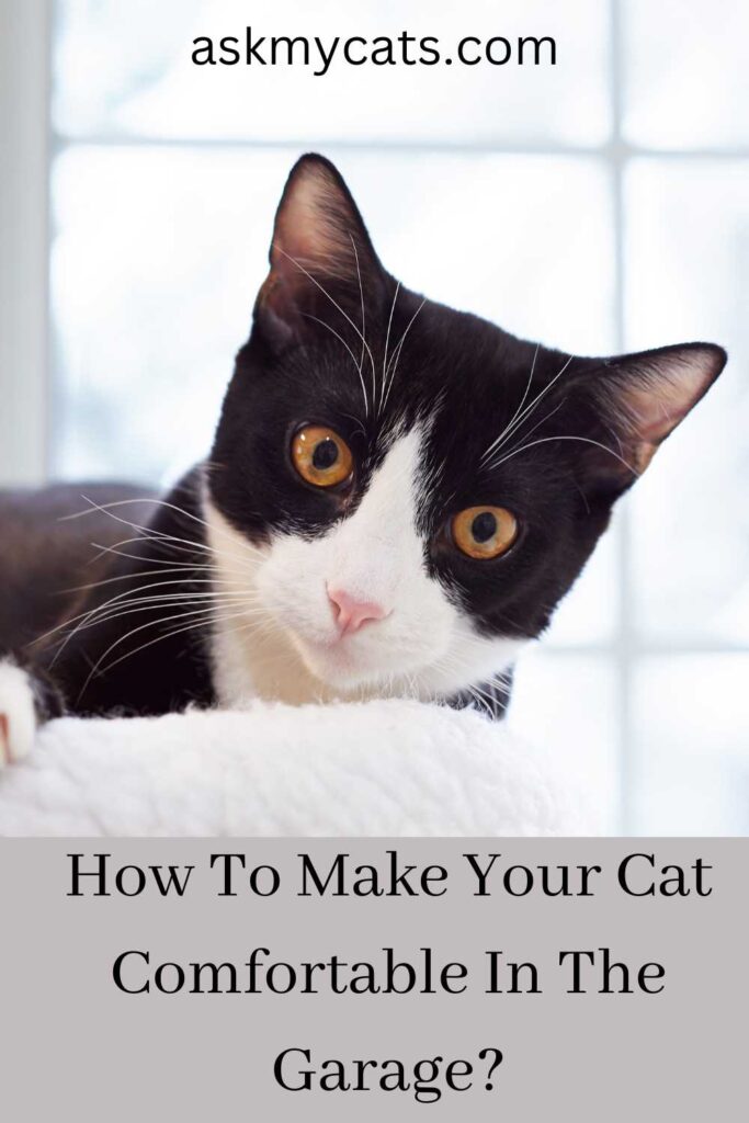 How To Make Your Cat Comfortable In The Garage?