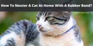 How To Neuter A Cat At Home With A Rubber Band?