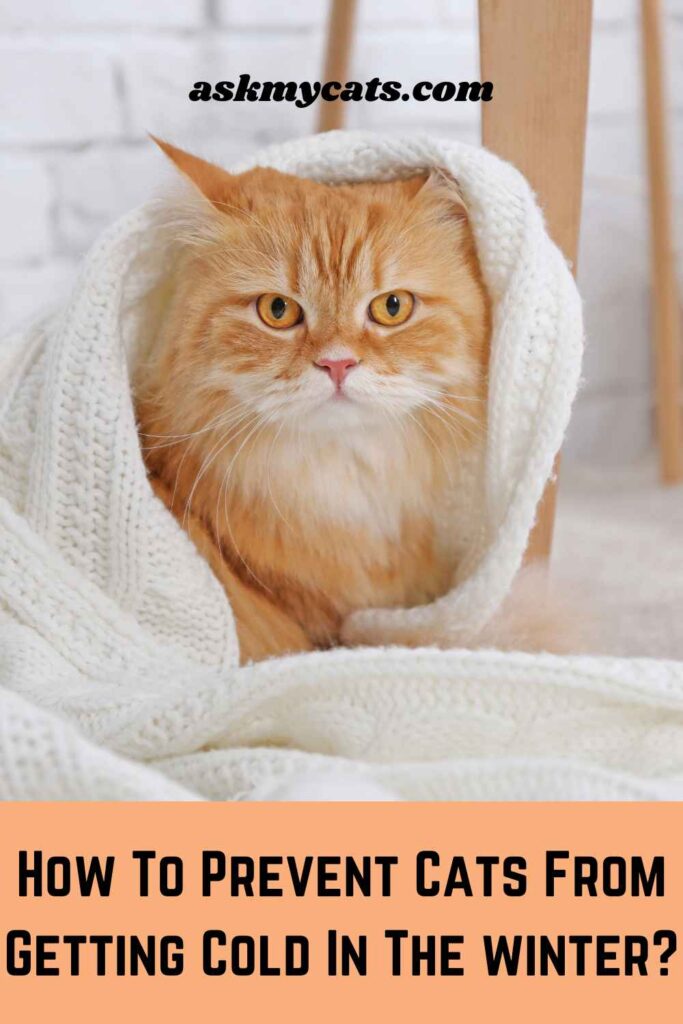 How To Prevent Cats From Getting Cold In The winter?