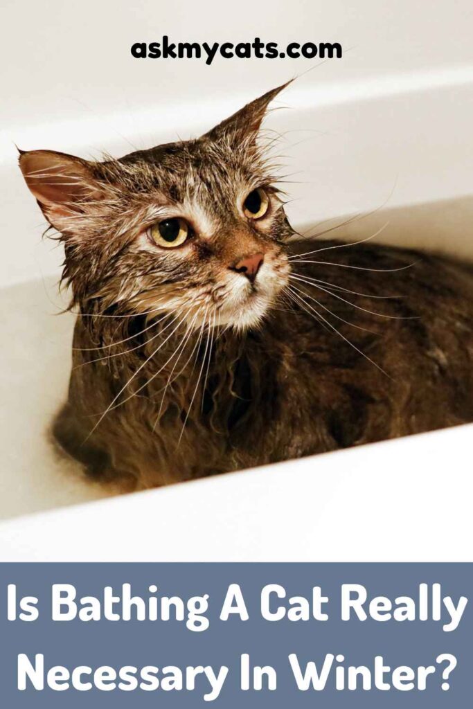 Is Bathing A Cat Really Necessary In Winter?