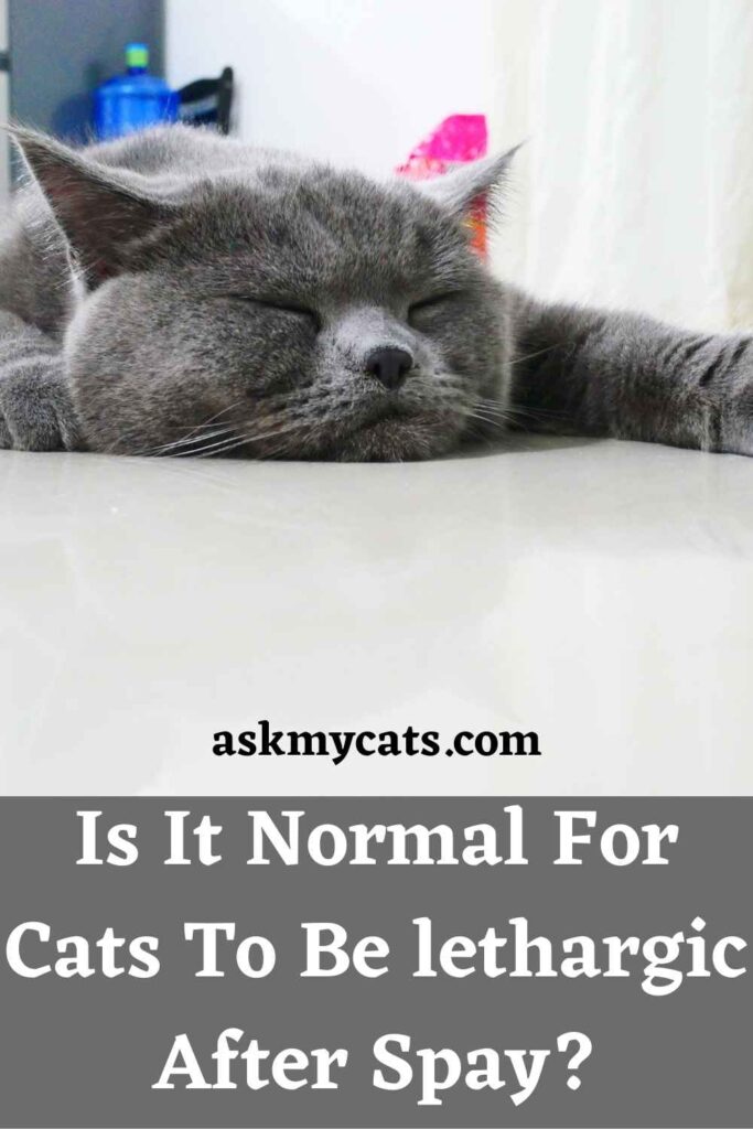 Is It Normal For Cats To Be lethargic After Spay