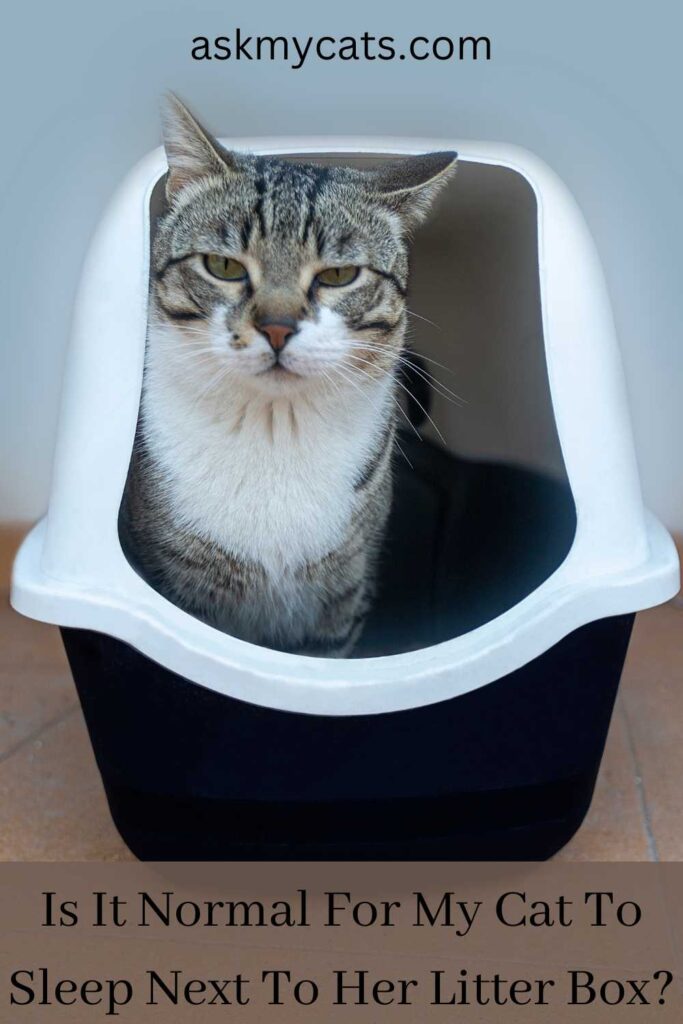 Is It Normal For My Cat To Sleep Next To Her Litter Box?