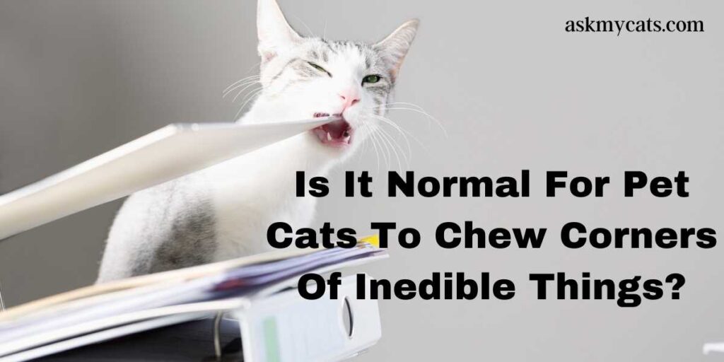 Is it normal for pet cats to chew corners of Inedible things?