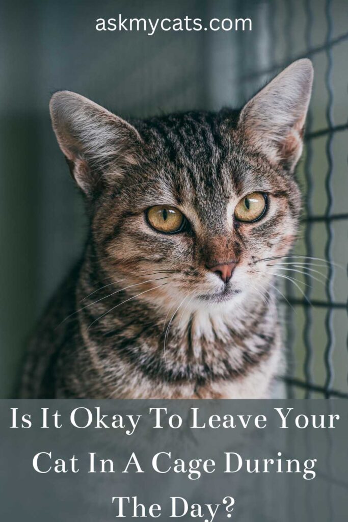 Is It Okay To Leave Your Cat In A Cage During The Day?
