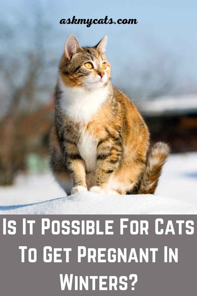 Is It Possible For Cats To Get Pregnant In Winters?