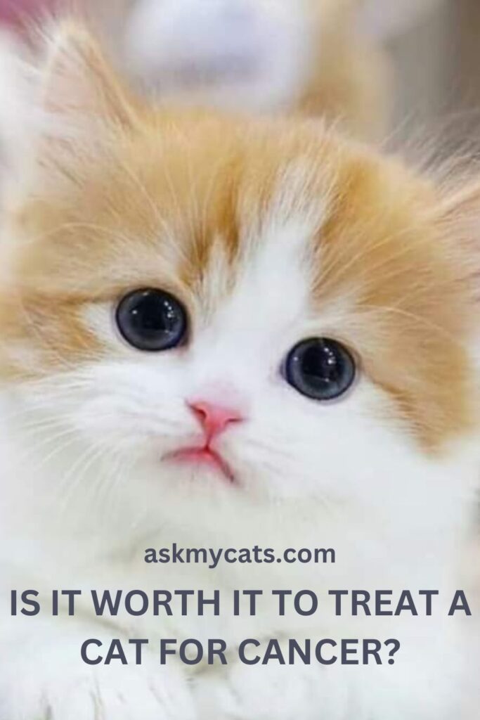 Is It Worth It To Treat A Cat For Cancer