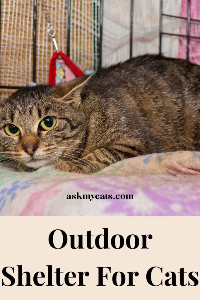 Outdoor Shelter For Cats