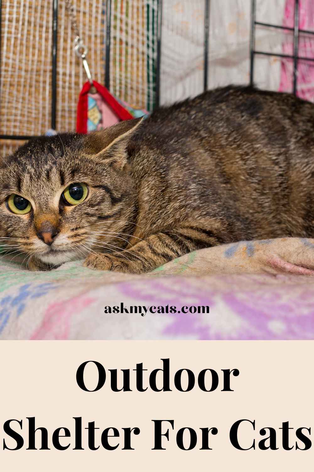 how-to-keep-a-stray-cat-warm-outside-in-winter