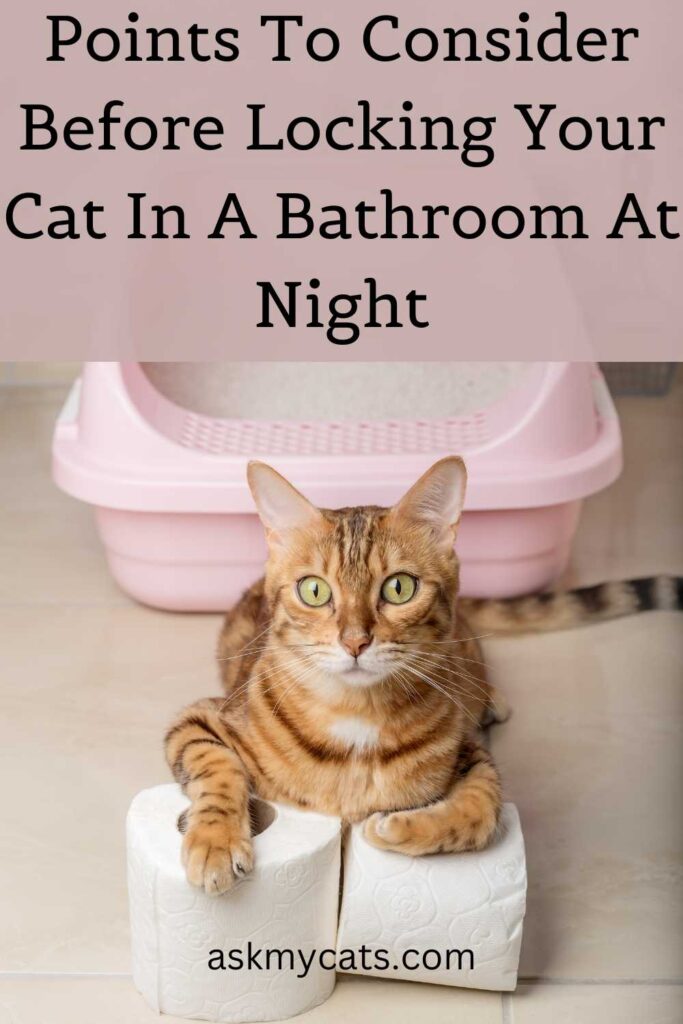 Points To Consider Before Locking Your Cat In A Bathroom At Night