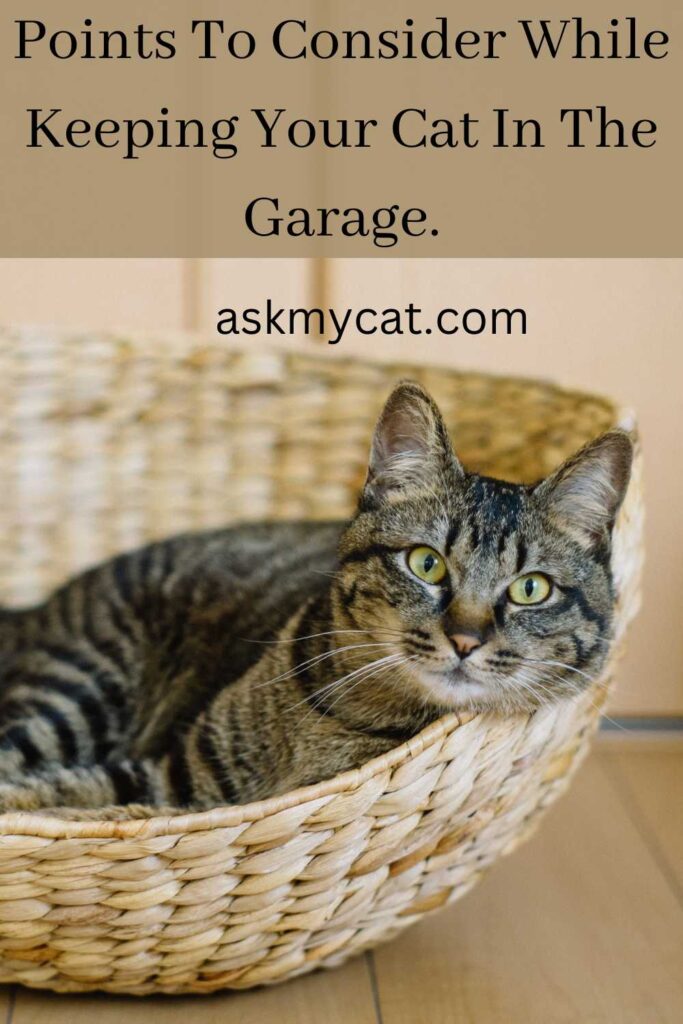 Points To Consider While Keeping Your Cat In The Garage?