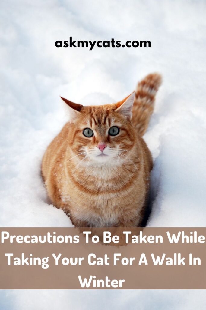 Precautions To Be Taken While Taking Your Cat For A Walk In Winter 