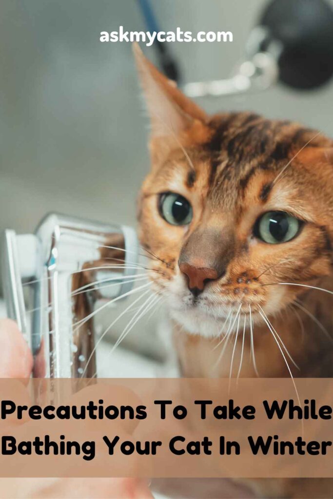 Precautions To Take While Bathing Your Cat In Winter