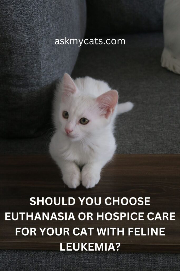 Should You Choose Euthanasia Or Hospice Care For Your Cat With Feline Leukemia