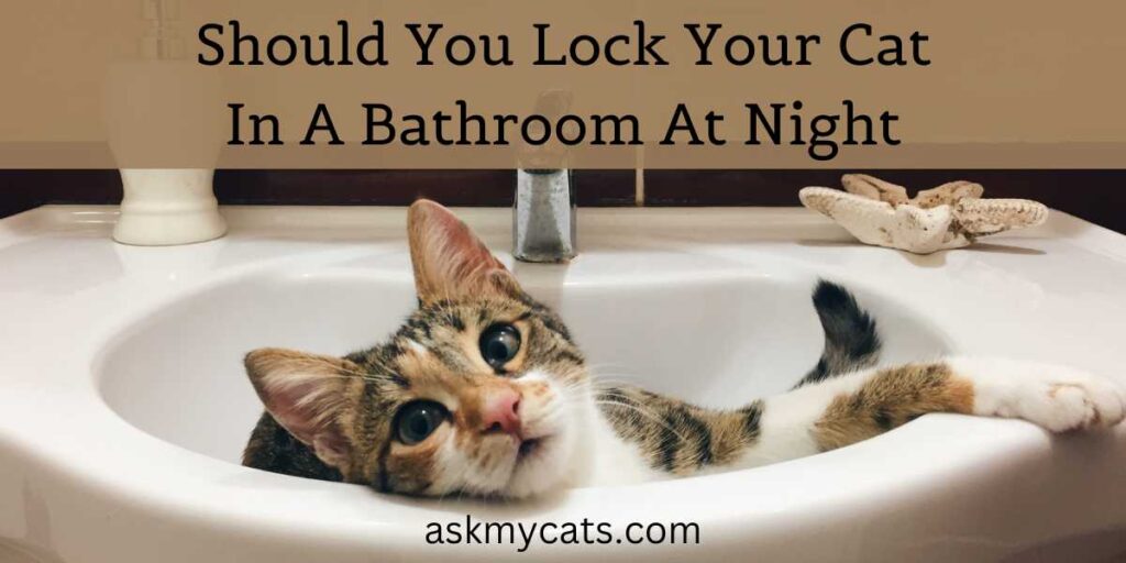 Should You Lock Your Cat In A Bathroom At Night