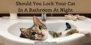 Should You Lock Your Cat In A Bathroom At Night? (5-Minute Read)