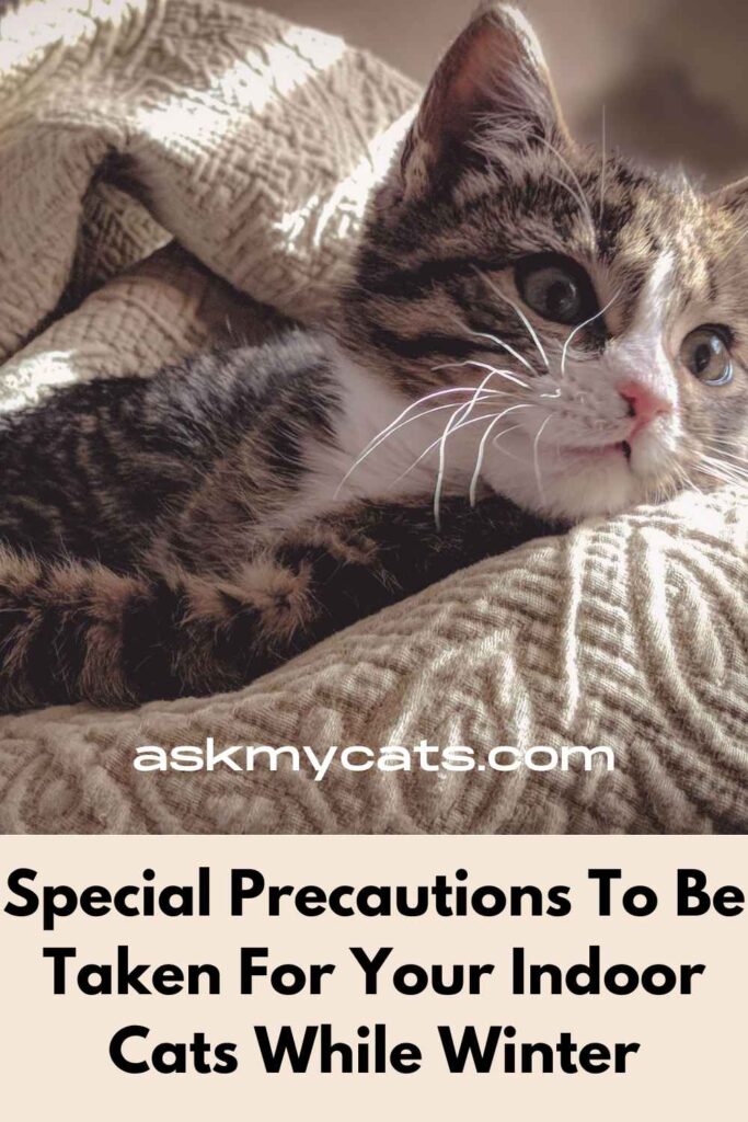 Special Precautions To Be Taken For Your Indoor Cats While Winter