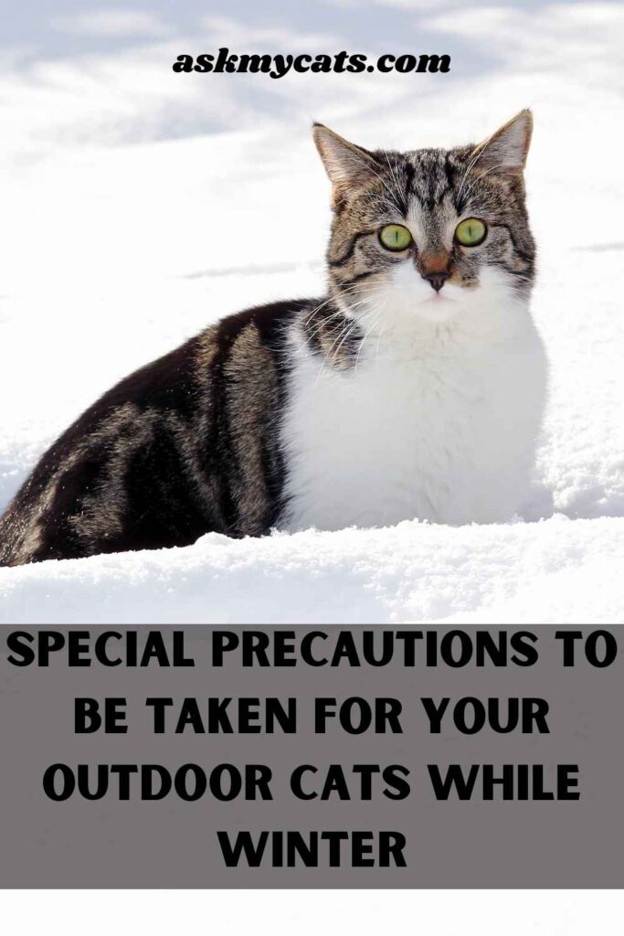 Special Precautions To Be Taken For Your Outdoor Cats While Winter