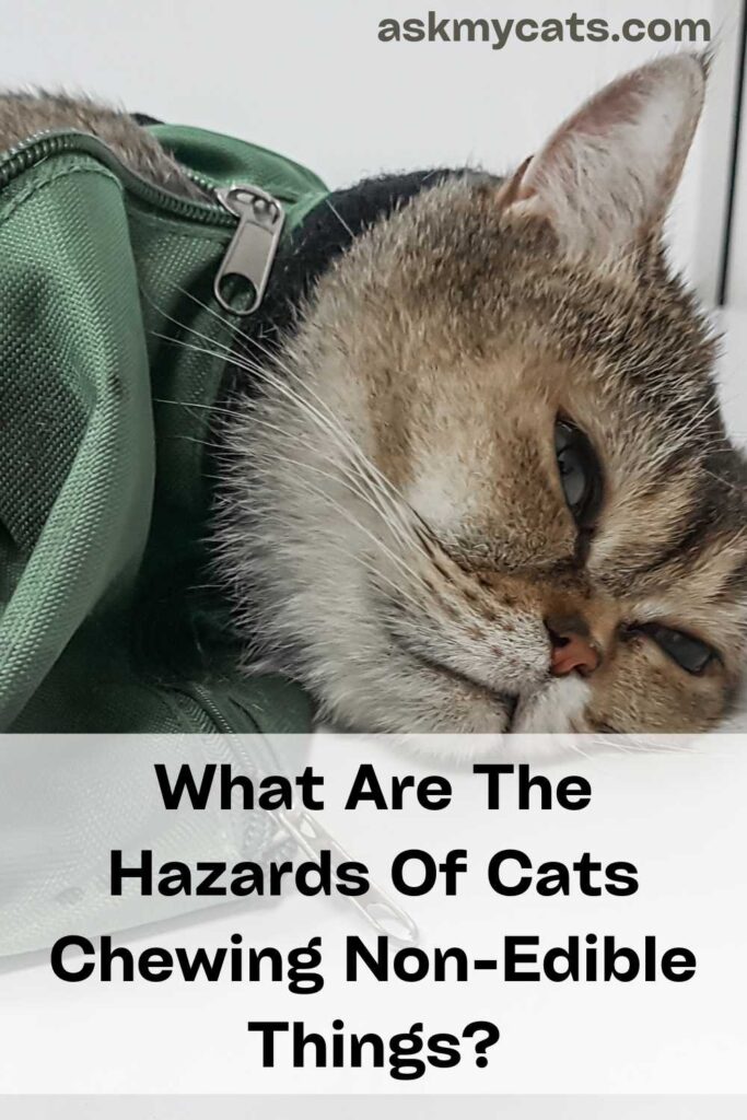 What Are The Hazards Of Cats Chewing Non-Edible Things?