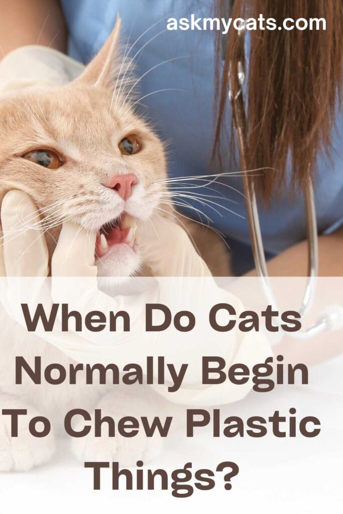 When Do Cats Normally Begin To Chew Plastic Things?