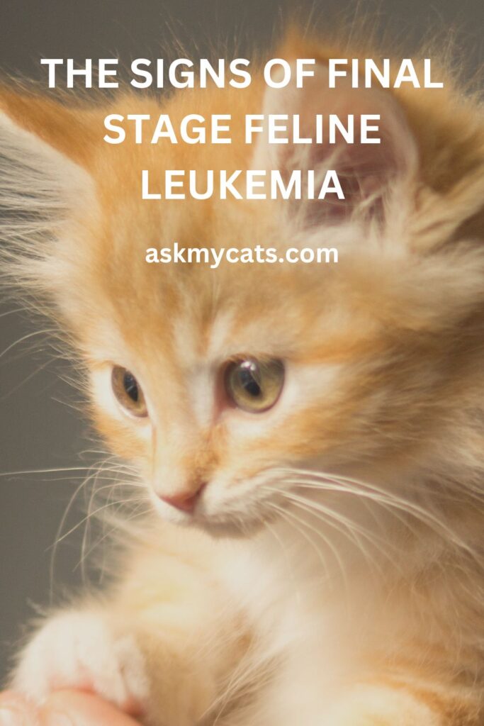 The Signs Of Final Stage Feline Leukemia