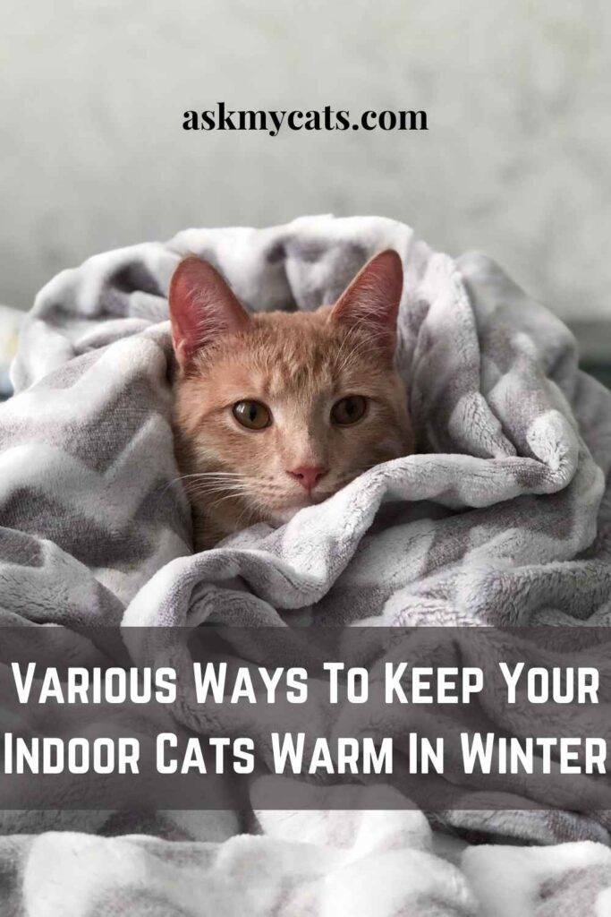 Various Ways To Keep Your Indoor Cats Warm In Winter