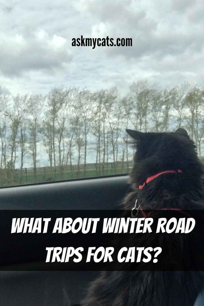 What About Winter Road Trips For Cats?