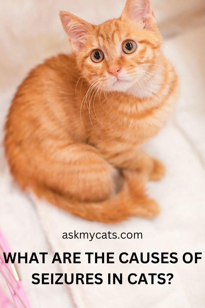 What Are The Causes Of Seizures In Cats