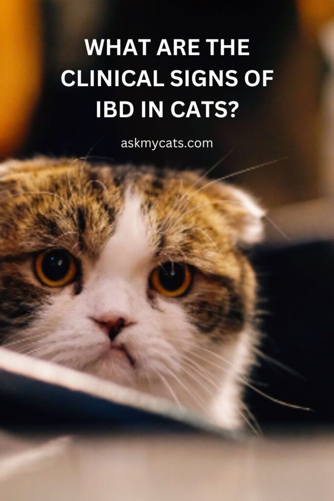 What Are The Clinical Signs Of IBD In Cats