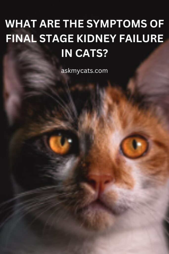 What Are The Symptoms Of Final Stage Kidney Failure In Cats