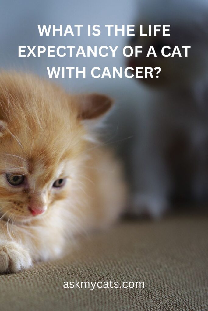 What Is The Life Expectancy Of A Cat With Cancer