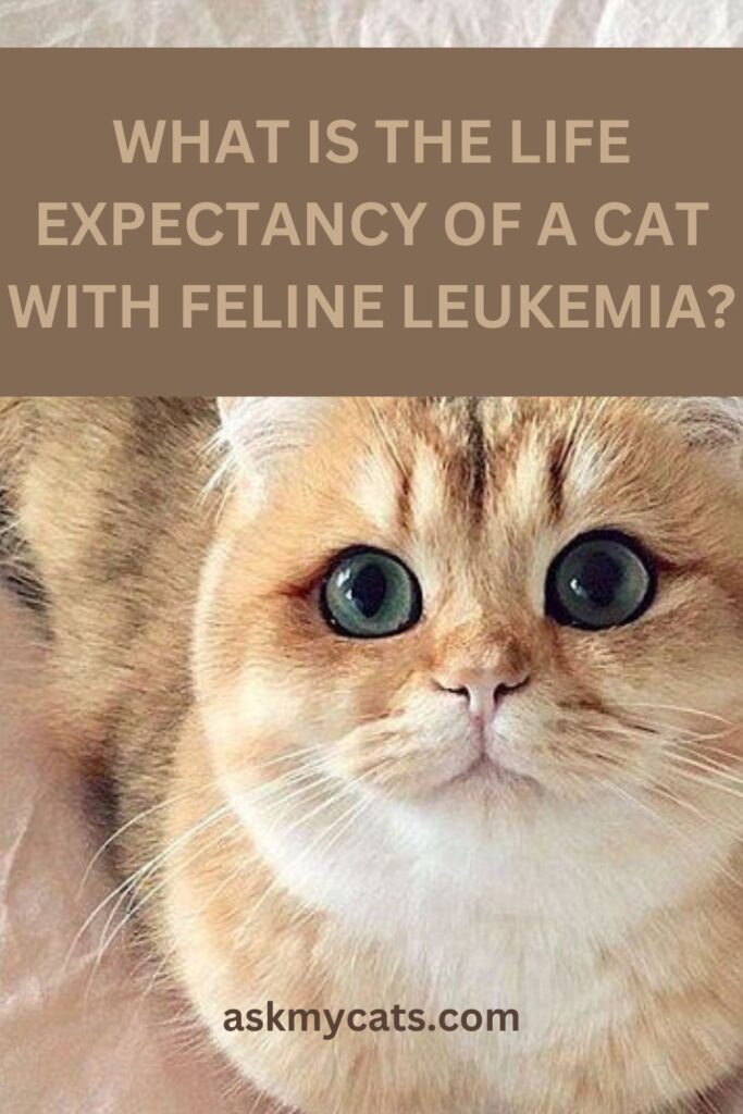 What Is The Life Expectancy Of A Cat With Feline Leukemia
