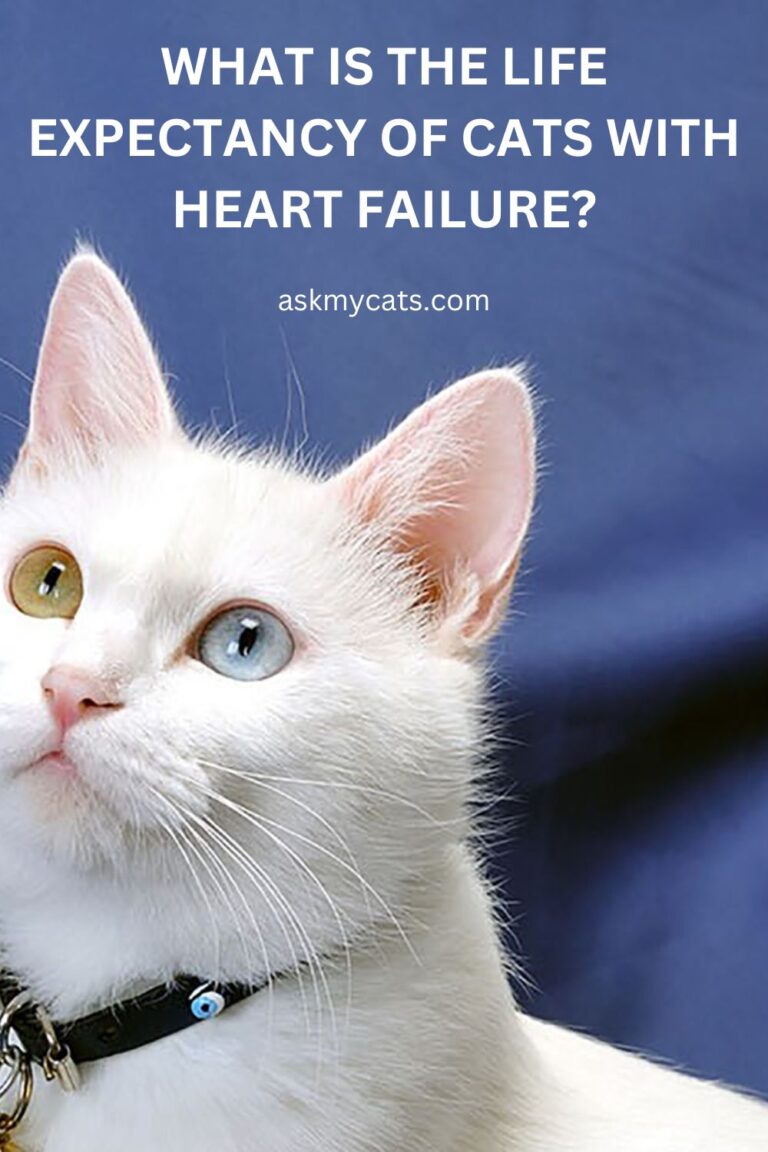 When To Euthanize A Cat With Heart Failure?