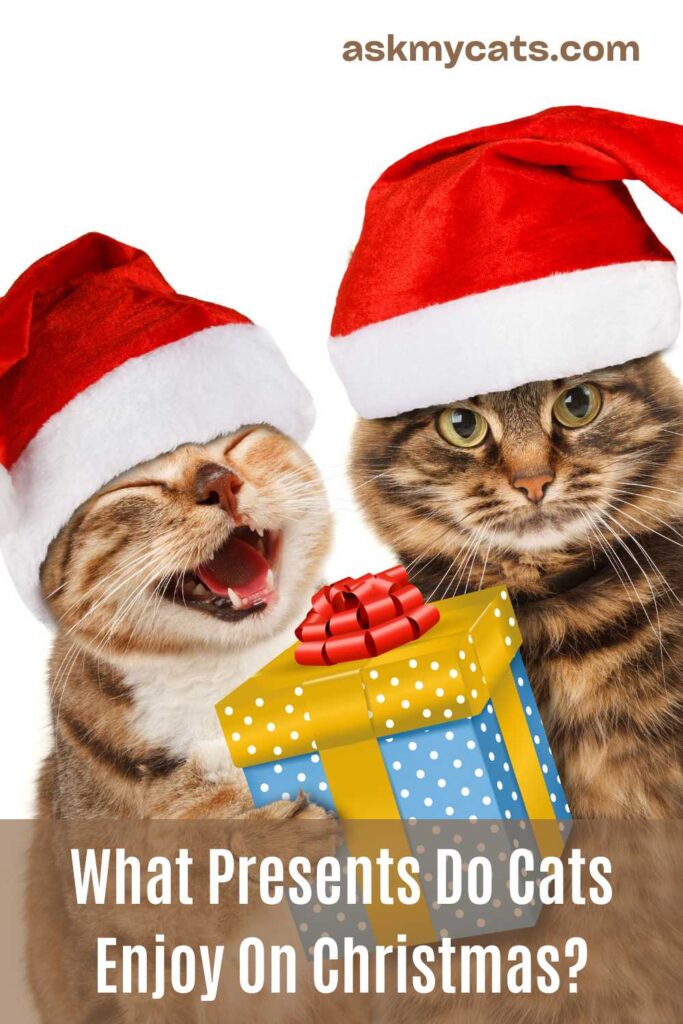 What Presents Do Cats Enjoy On Christmas?