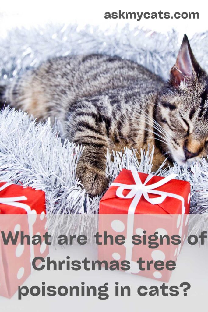 What are the signs of Christmas tree poisoning in cats?