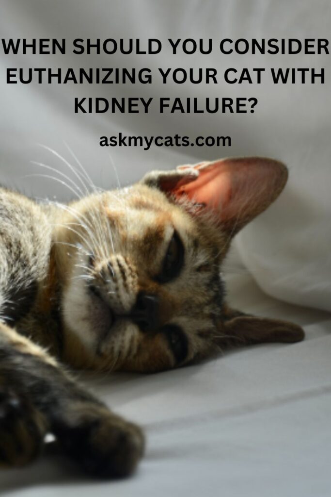 When Should You Consider Euthanizing Your Cat With Kidney Failure