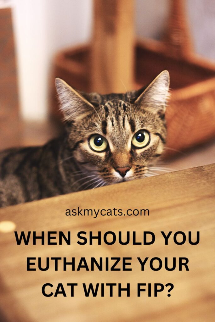 When Should You Euthanize Your Cat With FIP?