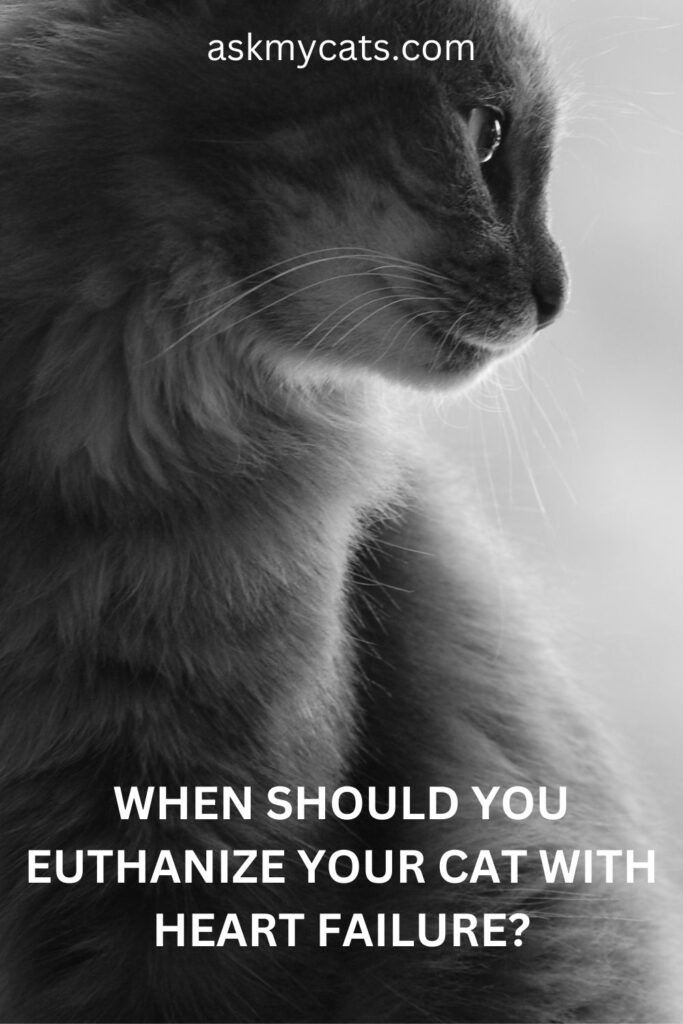When Should You Euthanize Your Cat With Heart Failure