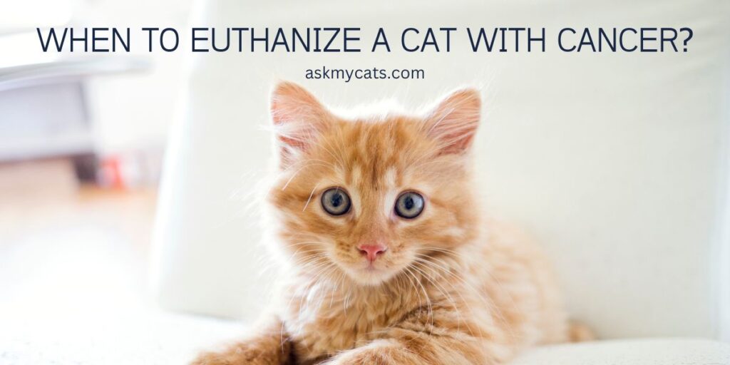 When To Euthanize A Cat With Cancer