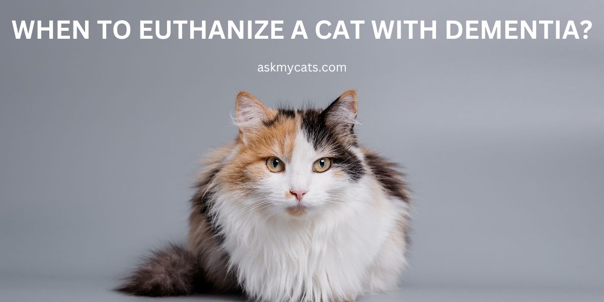 When To Euthanize A Cat With Dementia?