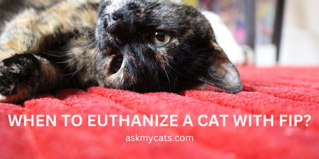 When To Euthanize A Cat With FIP