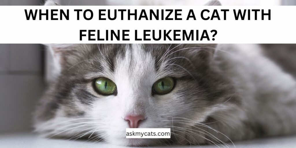 When To Euthanize A Cat With Feline Leukemia